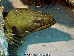 A large[ ugly ] green moray eel ... by Christopher Lynch 